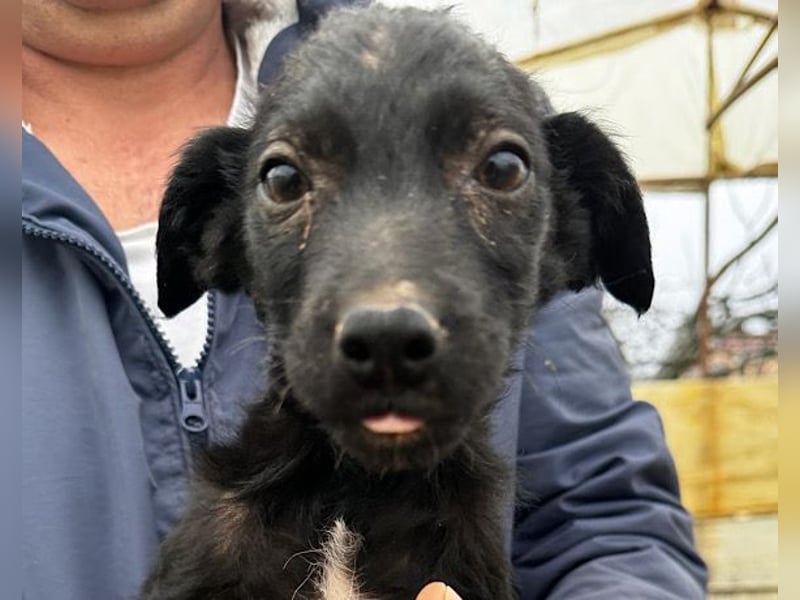 FREYA❤️graziler, sozialer und zauberhafter Wirbelwind