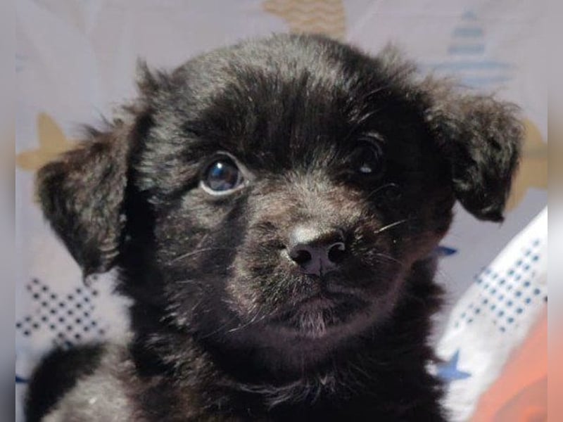 Blackbeauty ♥Zana♥ zuckersüße Welpin