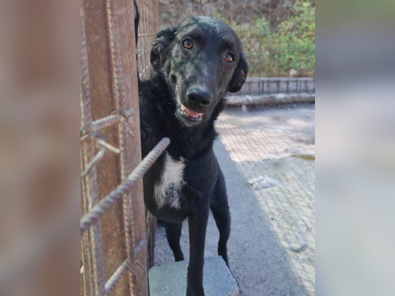 Sweet Coco: offenes, junges, verspieltes Hundemädl