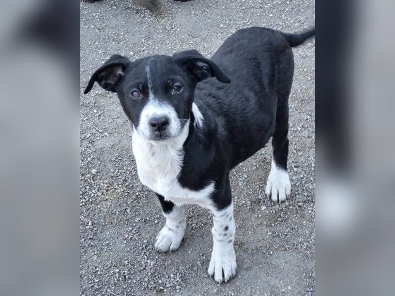 Wunderbare ♥♥ Wilma ♥♥ wartet bereits in 04157 Leipzig auf ihre Für-Immer-Menschen