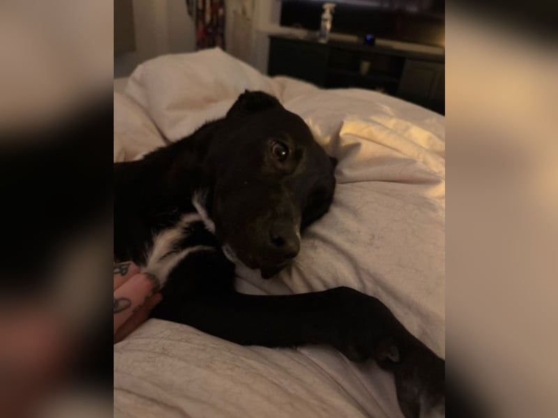 Greta ❤️ wartet in 45147 Essen