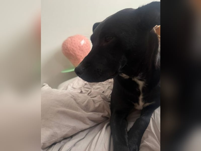 Greta ❤️ wartet in 45147 Essen