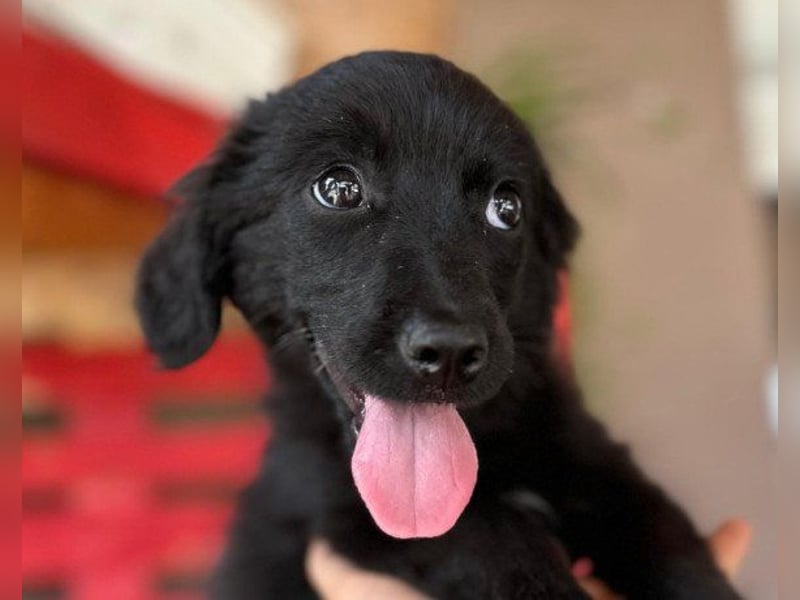 Blackbeauty ♥Zana♥ zuckersüße Welpin