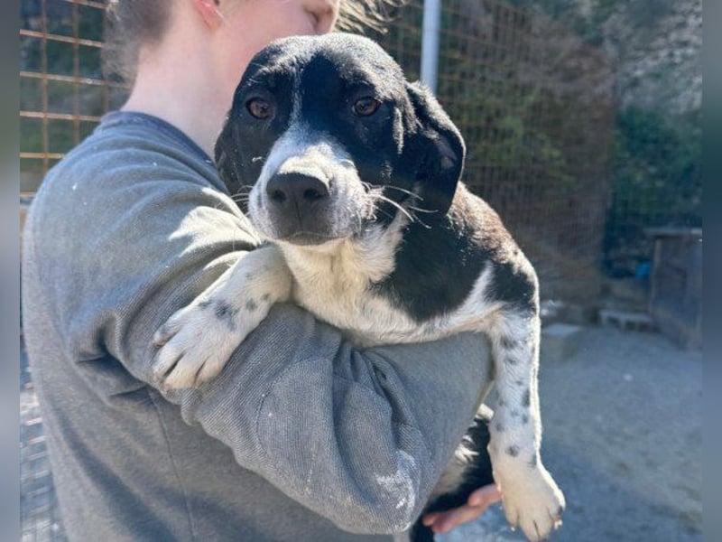 Wunderbare ♥♥ Wilma ♥♥ wartet bereits in 04157 Leipzig auf ihre Für-Immer-Menschen