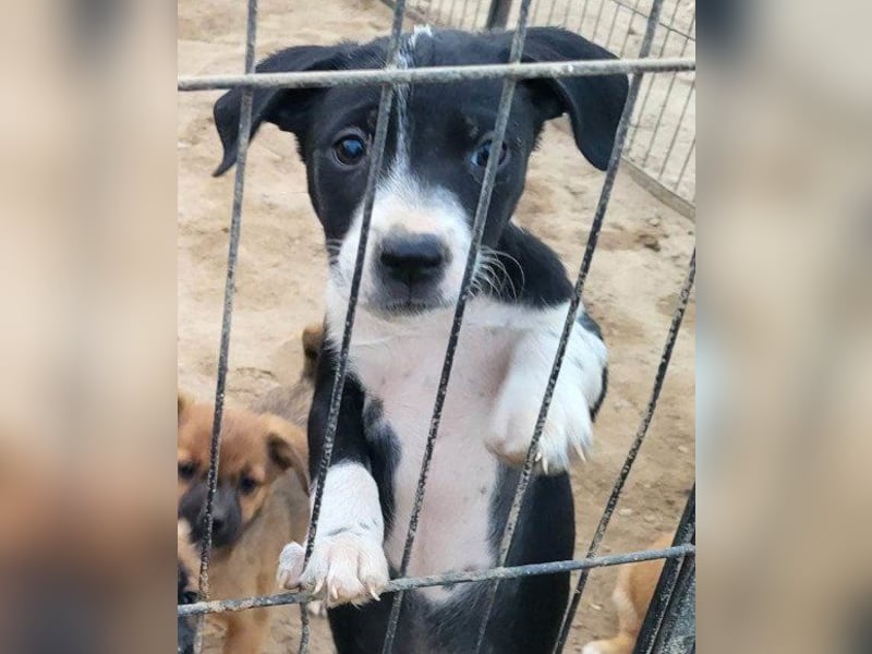 Wunderbare ♥♥ Wilma ♥♥ wartet bereits in 04157 Leipzig auf ihre Für-Immer-Menschen