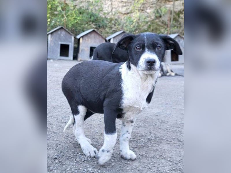Wunderbare ♥Wilma♥ ist eine zarte Wucht