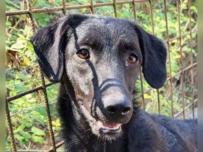 Sweet Coco: offenes, junges, verspieltes Hundemädl
