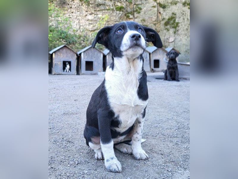 Wunderbare ♥♥ Wilma ♥♥ wartet bereits in 04157 Leipzig auf ihre Für-Immer-Menschen