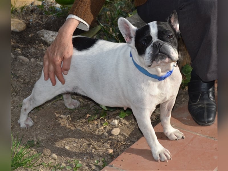 Lola