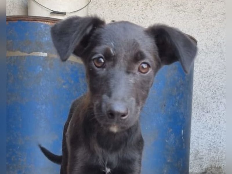 LILIA❤️ tapsiges, sehr kluges Kuschelkind voller Freude und Liebe