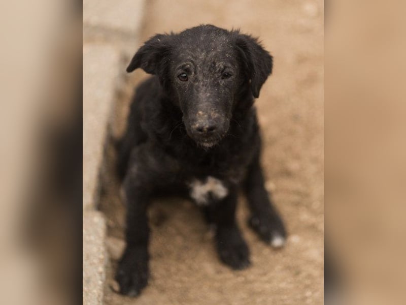 Sweet Coco: offenes, junges, verspieltes Hundemädl