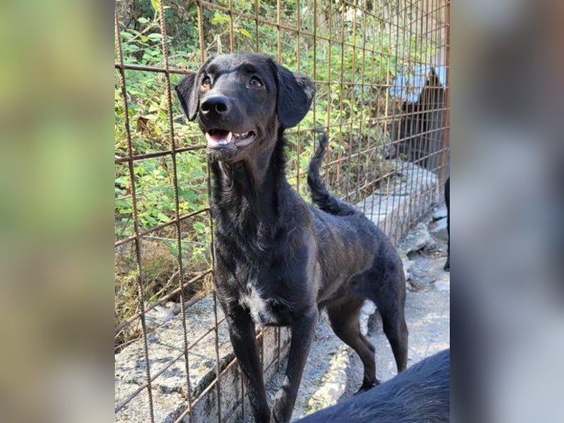 Sweet Coco: offenes, junges, verspieltes Hundemädl