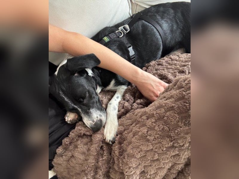 Wunderbare ♥♥ Wilma ♥♥ wartet bereits in 04157 Leipzig auf ihre Für-Immer-Menschen
