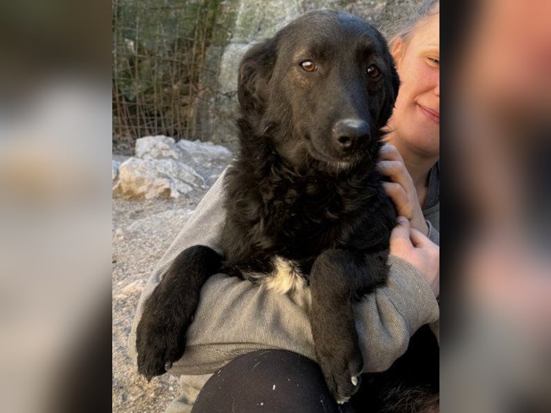 Sweet Coco: offenes, junges, verspieltes Hundemädl