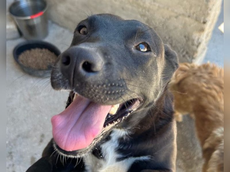 Greta ❤️ wartet in 45147 Essen