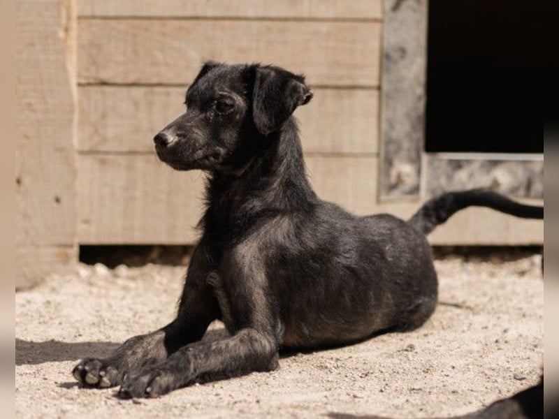 FREYA❤️graziler, sozialer und zauberhafter Wirbelwind