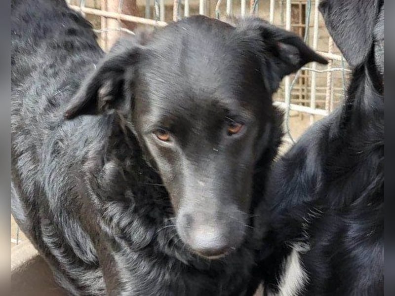 Sweet Coco: offenes, junges, verspieltes Hundemädl
