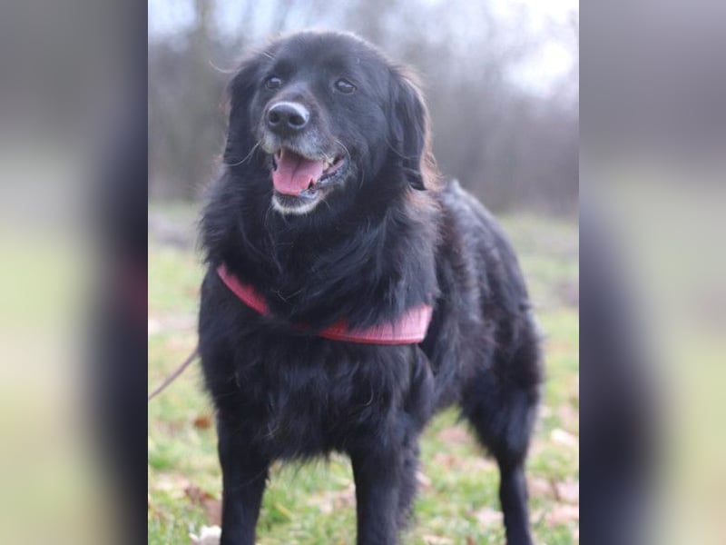 OldLady ZIVA❤️sanfte, ruhige und verschmuste Seelenhündin