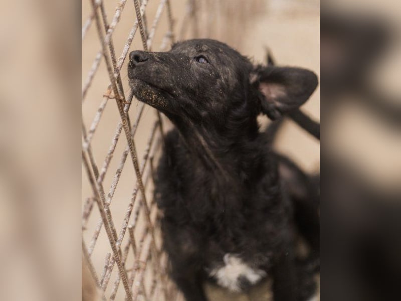 Sweet Coco: offenes, junges, verspieltes Hundemädl