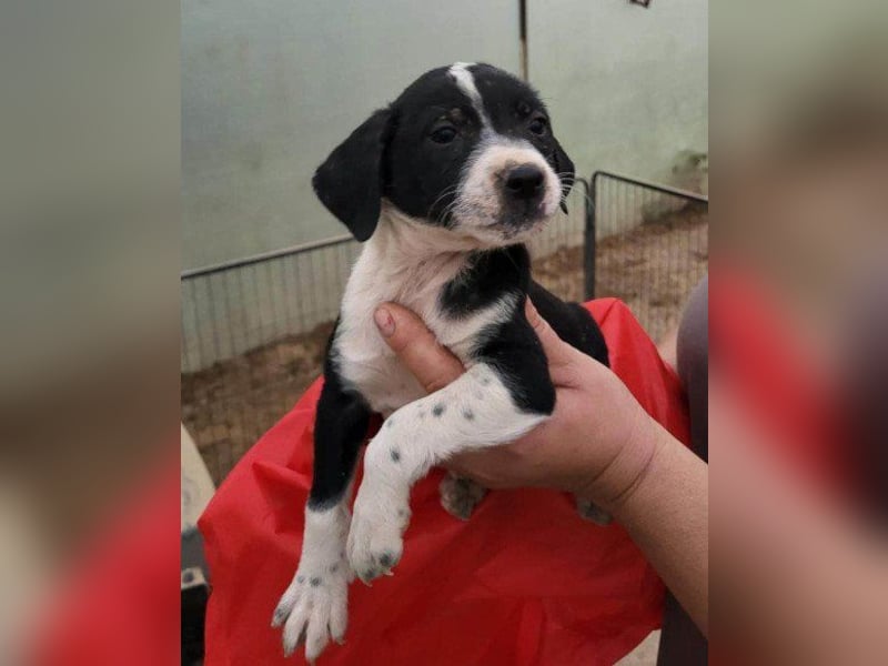Wunderbare ♥♥ Wilma ♥♥ wartet bereits in 04157 Leipzig auf ihre Für-Immer-Menschen