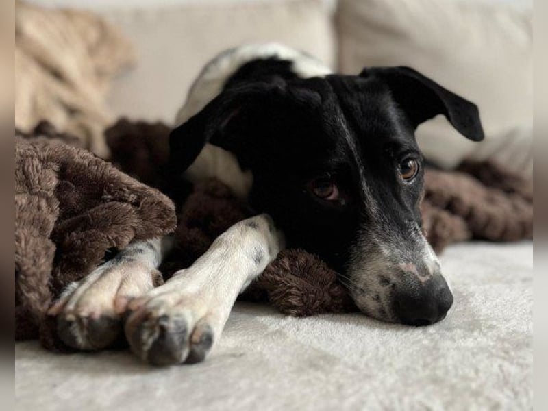 Wunderbare ♥♥ Wilma ♥♥ wartet bereits in 04157 Leipzig auf ihre Für-Immer-Menschen