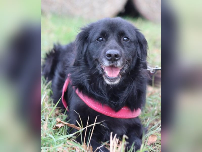OldLady ZIVA❤️sanfte, ruhige und verschmuste Seelenhündin