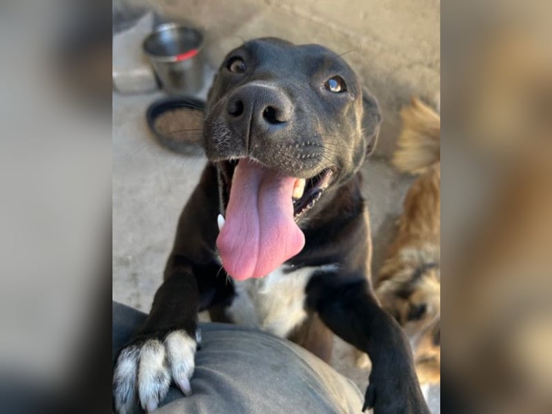 Greta ❤️ wartet in 45147 Essen