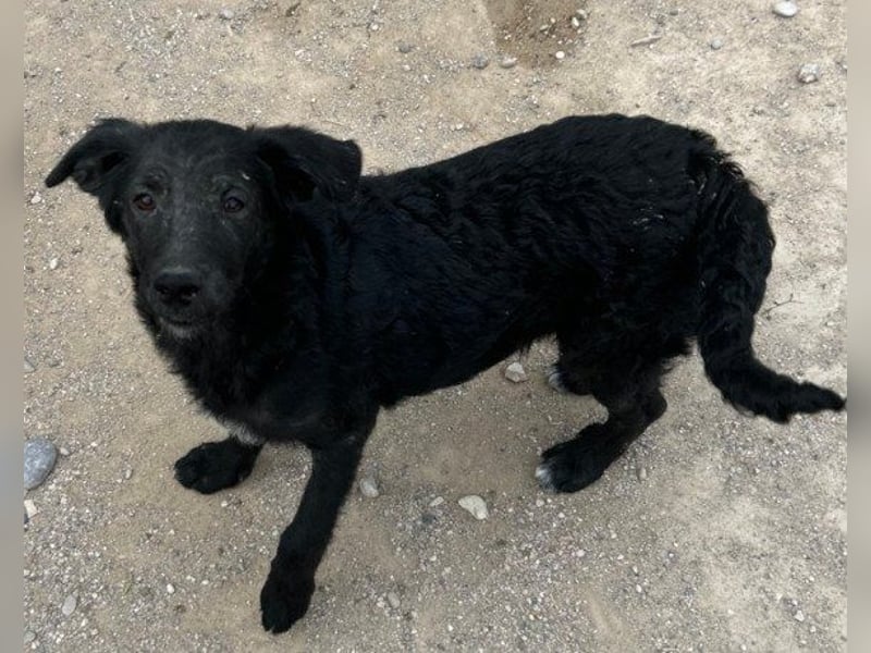 Sweet Coco: offenes, junges, verspieltes Hundemädl