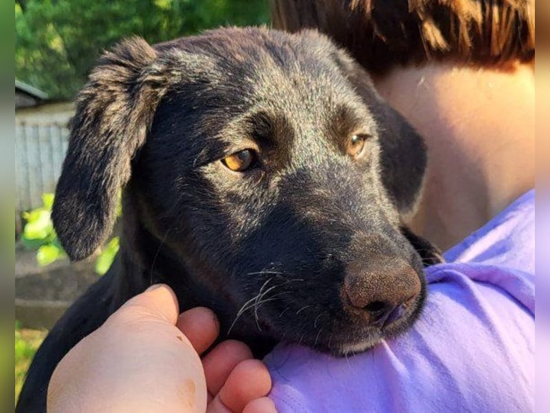 Schmusepfote  ♥ Cassia ♥ tolle, junge Familienhündin