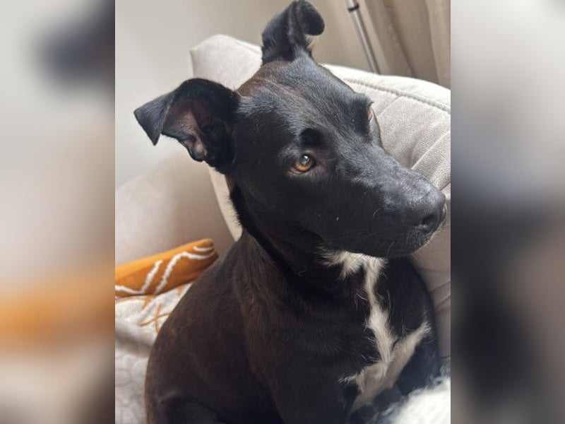 Greta ❤️ wartet in 45147 Essen