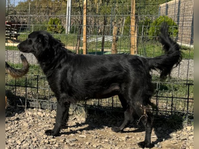 Shari ❤️ süße Schnauze sucht dich!