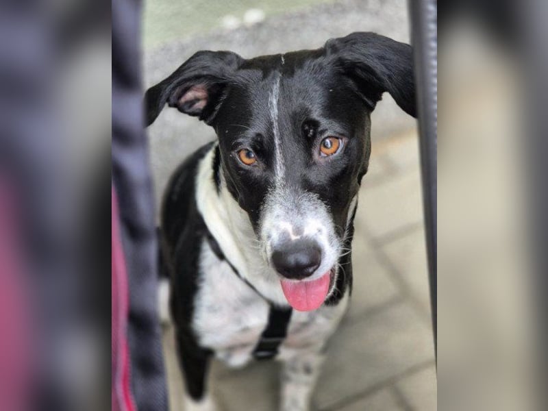 Wunderbare, junge ♥ Wilma ♥ wartet schon in 04157 Leipzig