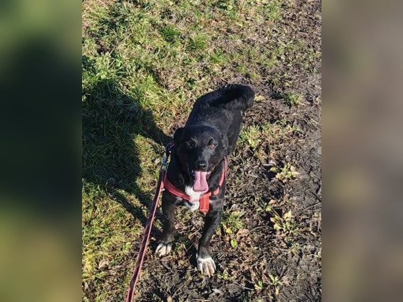♥Heidi♥ kleine süße, fellige Zuckerpuppe
