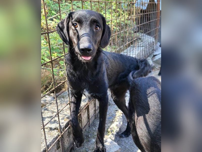 Sweet Coco: offenes, junges, verspieltes Hundemädl