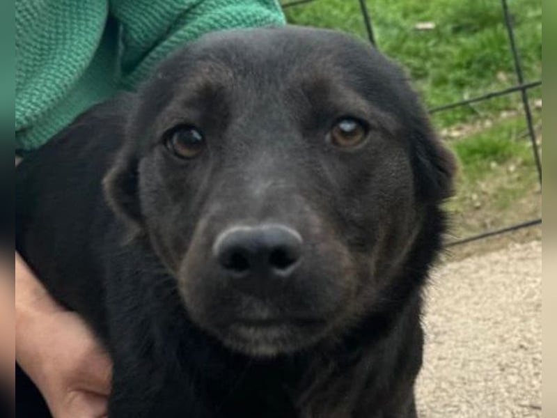 Marla ❤️ sanfte, liebe junge Hündin!