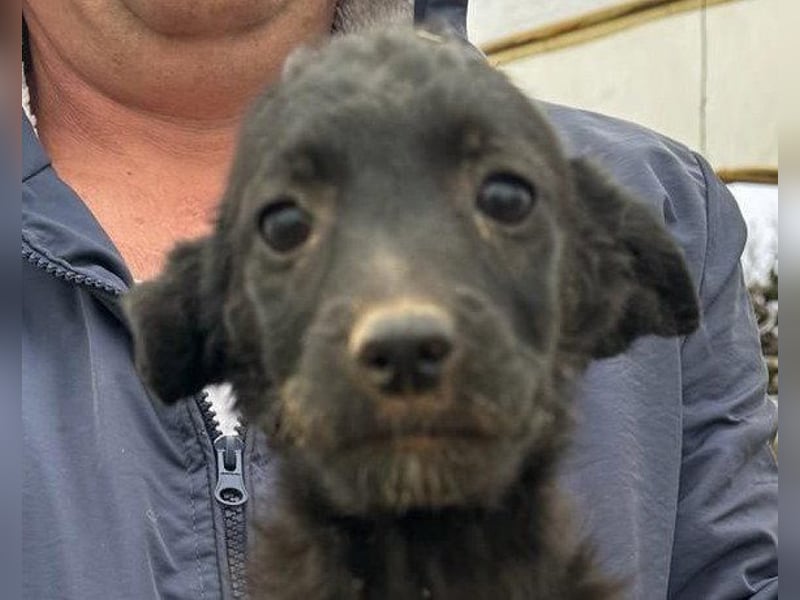 Sweet Coco: offenes, junges, verspieltes Hundemädl
