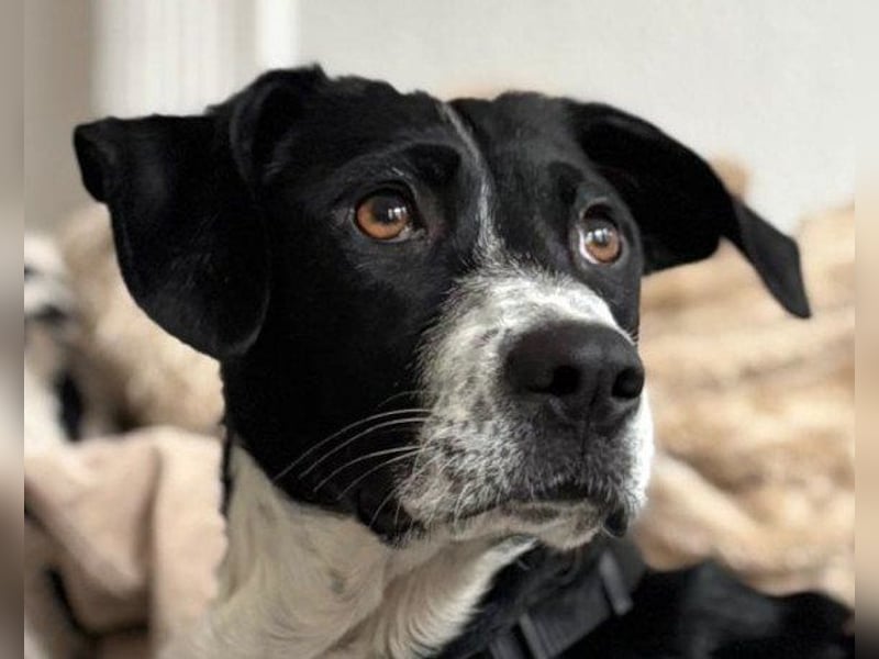 Wunderbare ♥♥ Wilma ♥♥ wartet bereits in 04157 Leipzig auf ihre Für-Immer-Menschen