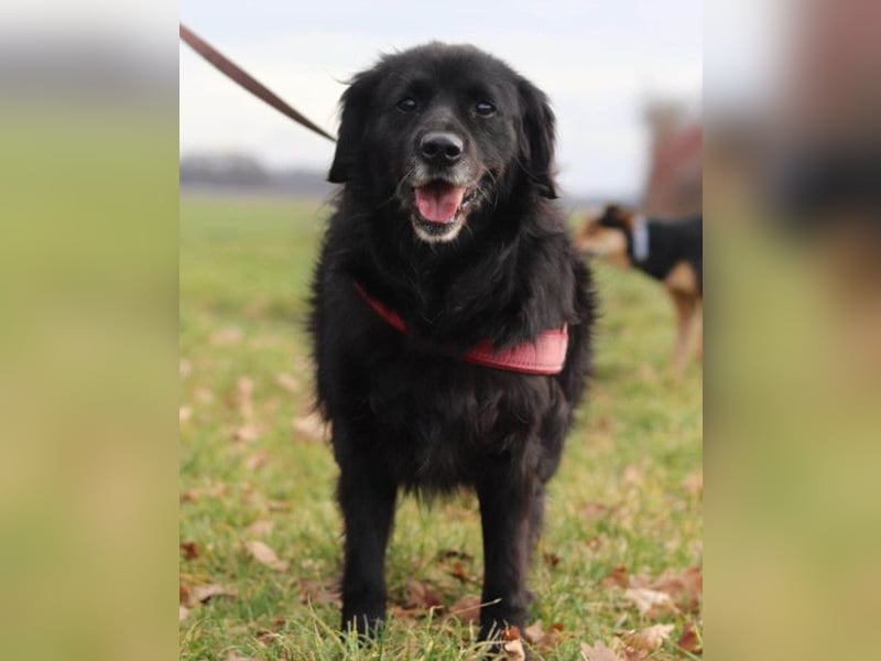 OldLady ZIVA❤️sanfte, ruhige und verschmuste Seelenhündin