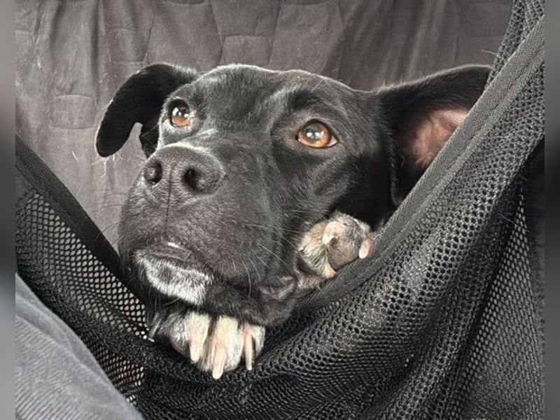 Greta ❤️ wartet in 45147 Essen