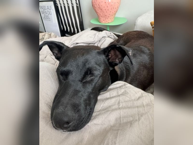 Greta ❤️ wartet in 45147 Essen