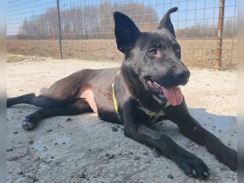 ENA❤️ruhige, gehorsame und menschenbezogene Kuschelperle