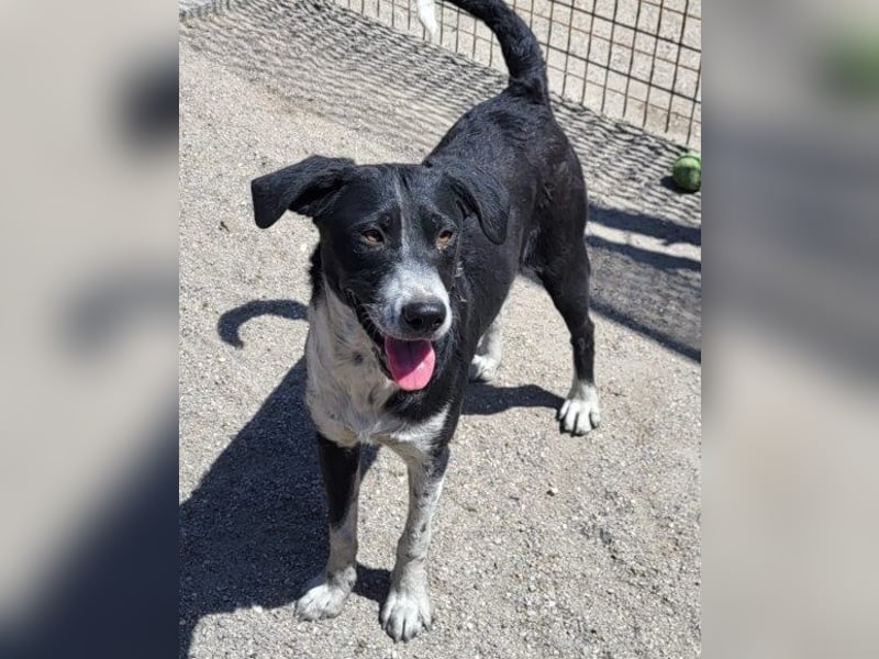 Wunderbare ♥♥ Wilma ♥♥ wartet bereits in 04157 Leipzig auf ihre Für-Immer-Menschen