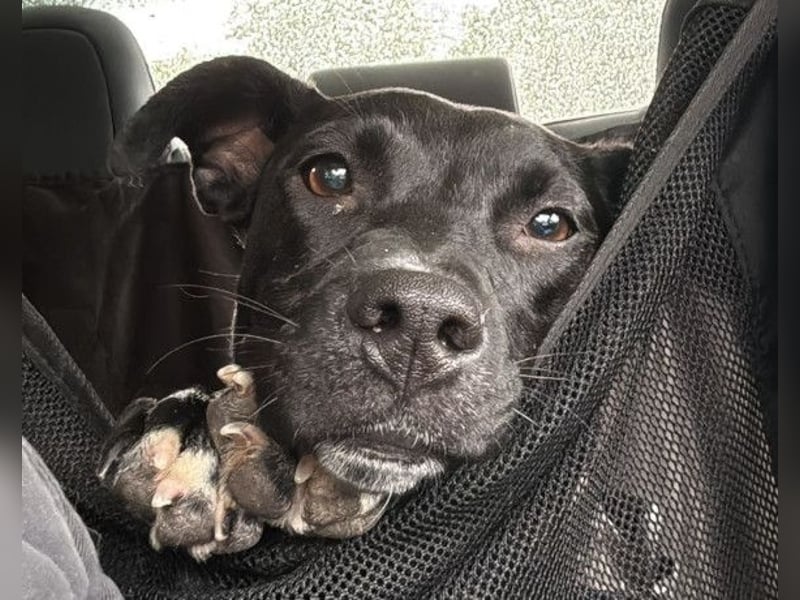 Greta ❤️ wartet in 45147 Essen