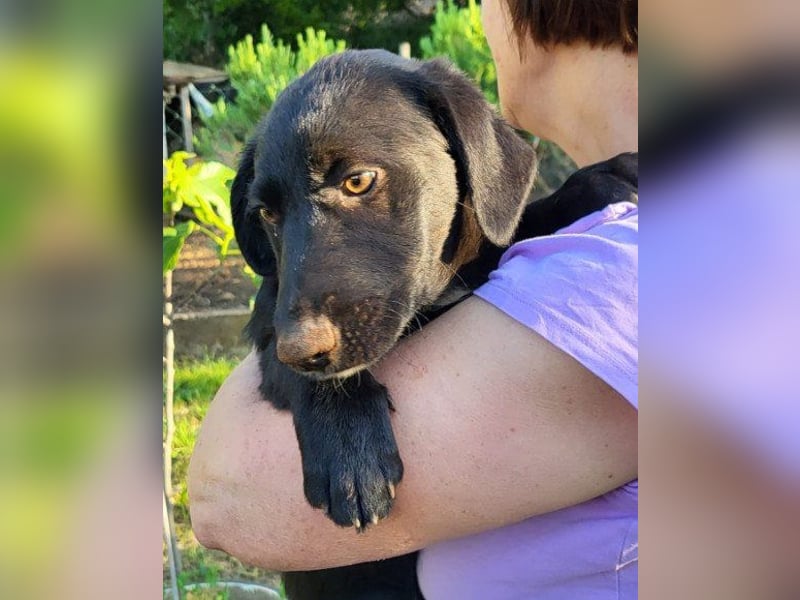 Schmusepfote  ♥ Cassia ♥ tolle, junge Familienhündin