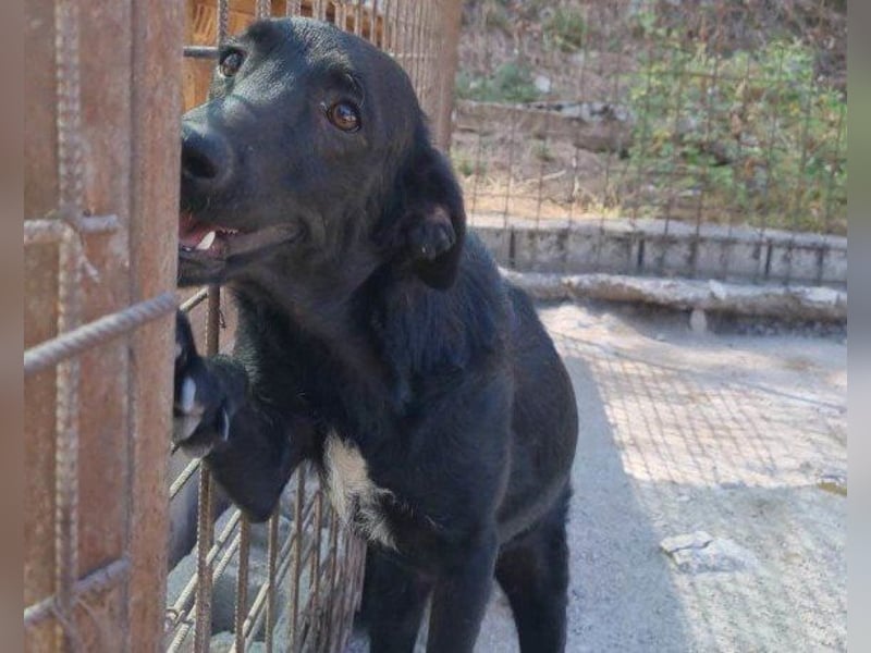 Sweet Coco: offenes, junges, verspieltes Hundemädl
