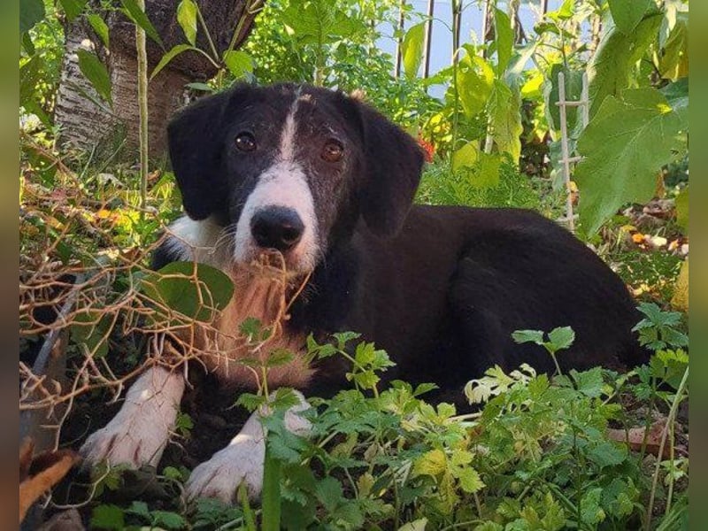 ♥Mona♥ verkuschelte Genießerschnute