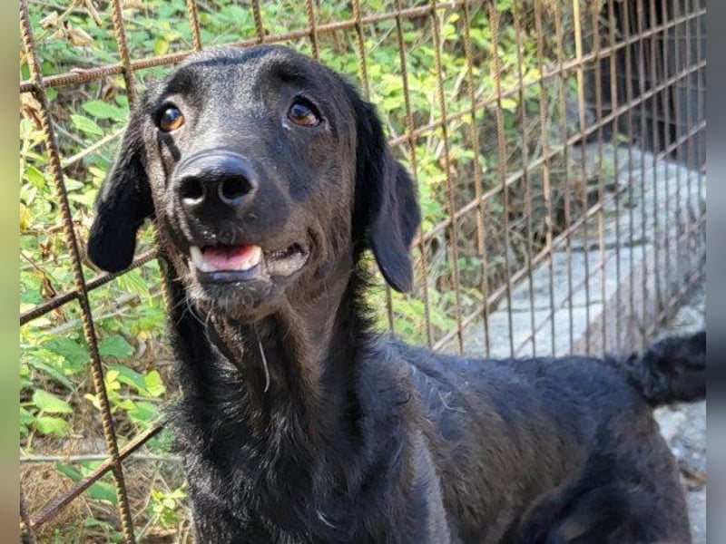 Sweet Coco: offenes, junges, verspieltes Hundemädl