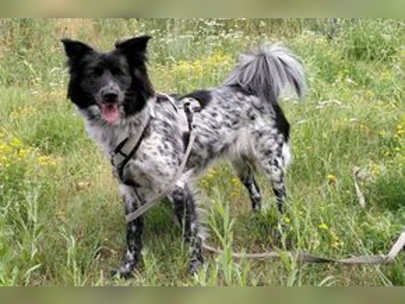 NOTFALL Lilli, benötigt dringend ein neues Zuhause!