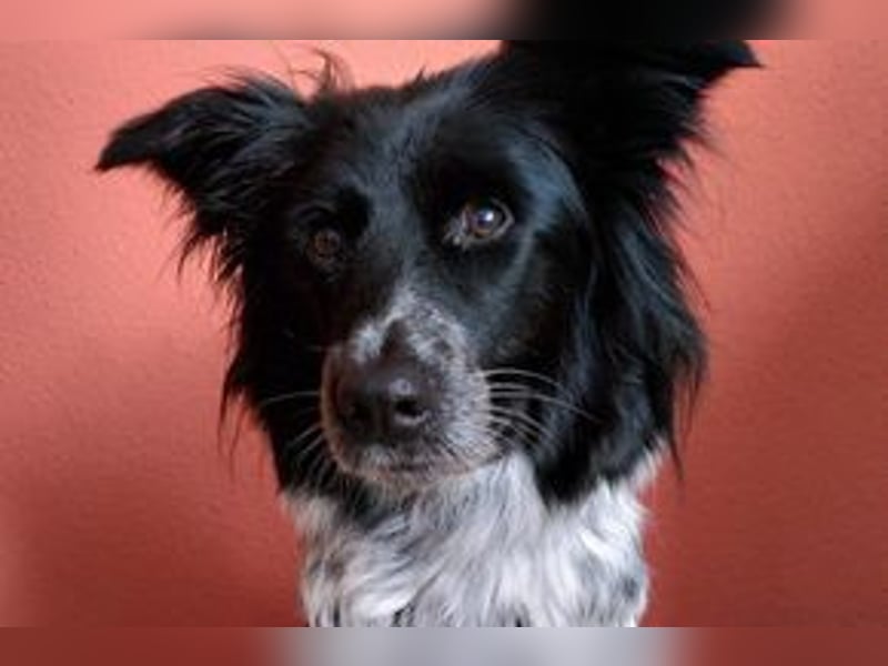 NOTFALL Lilli, benötigt dringend ein neues Zuhause!
