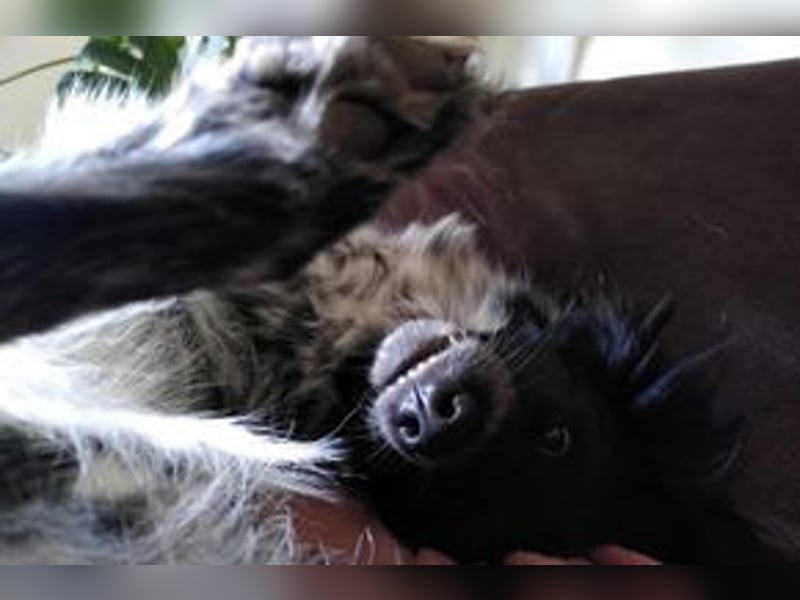NOTFALL Lilli, benötigt dringend ein neues Zuhause!